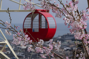 桜の見える観覧車