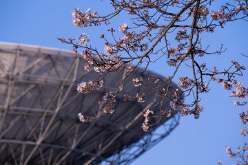 桜とアンテナ