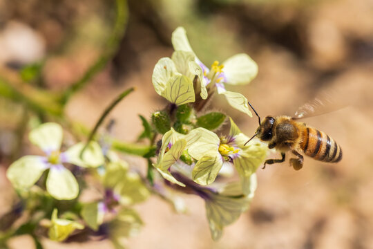 One fluffed bee on wildflower