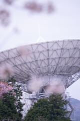 さくらの木々に囲まれたアンテナ