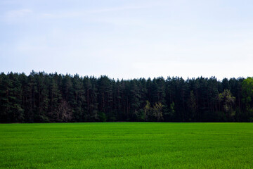 agricultural field with grass and other plants