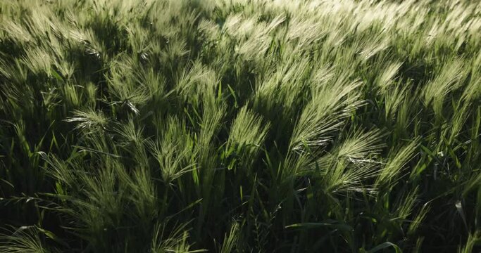 Panor&aacute;mica vertical desde cereales meci&eacute;ndose con el viento hasta palmeral. Sur de Marruecos. 4K 120fps. Slow motion.