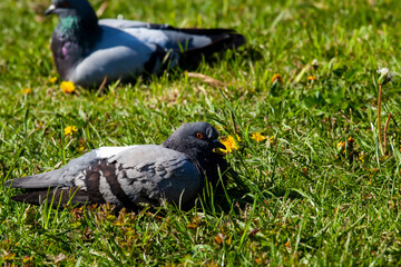 wild ducks resting in the warm season on the green grass