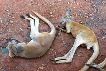 Wild red kangaroo sleeping and resting on the grass in the park © bennnn
