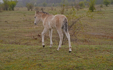 Konik wild horse foal in the meadow