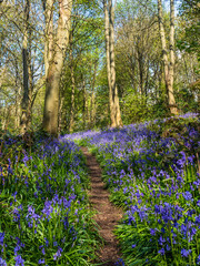 A lone path winds through woodland in Springtime with Bluebells