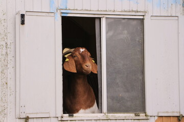 Eine Ziege steht in einem alten Bauwagen und guckt aus dem Fenster heraus	