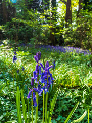 A lone path winds through woodland in Springtime with Bluebells