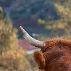 cow horn, animal in the meadow