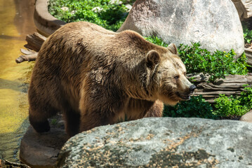 Brown bear Ursus arctos walking in its zoo habitat.