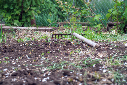 An old rake in the garden on the ground. Spring work in the garden