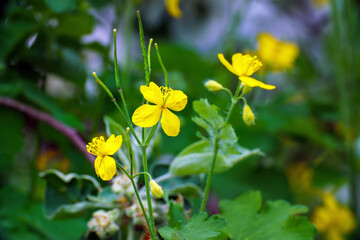 Wild yellow celandine flowers on a natural background