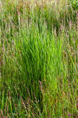 simple plain grass weeds on the field in the summer season