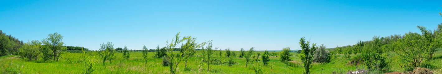 Fototapeta premium Panorama of a growth of young trees in a green meadow