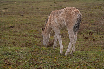 Konik wild horse foal in the meadow