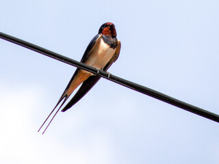 swallow on a power line in Romania