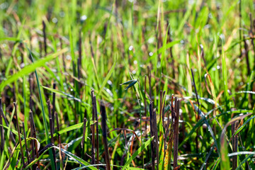 green wheat sprouts in a field with water drops after rain