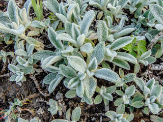 Fototapeta premium Lamb's-ear (Stachys byzantina) plant - closeup