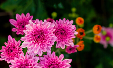 Bright pink chrysanthemums in the autumn garden.