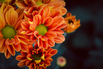 Bright orange chrysanthemums in the autumn garden