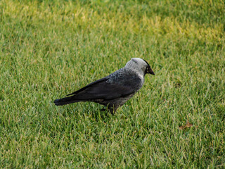 Jackdaw bird (Corvus monedula) in the grass