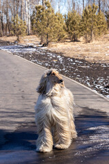 Gorgeous Afghan Hound walking in the park