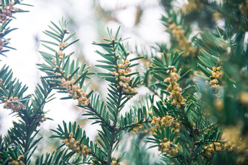 Photo of nature. Yew berry in spring during flowering. Branches.