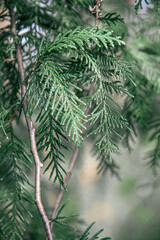 Thuja branches. Photo of nature. Closeup of thuja branches.