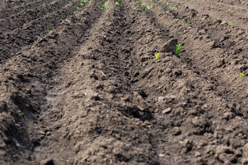 Beds of planted potatoes in the vegetable garden by a tractor field