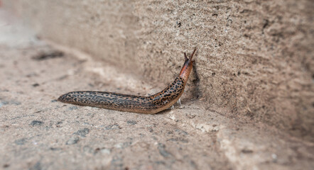The slug crawls on the concrete surface and lets goo