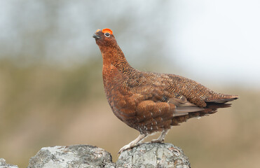 Red Grouse, Scientific name: Lagopus Lagopus.  Male Red Grouse with flared red eyebrow stood on top of drystone walling covered in lichen.  Facing left.  Copy space.  Horizontal.