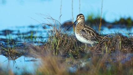 Common snipe feeding in wetland flooded meadow close up in morning sunlight