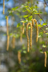 natural spring background of birch branches in the city