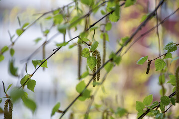 natural spring background of birch branches