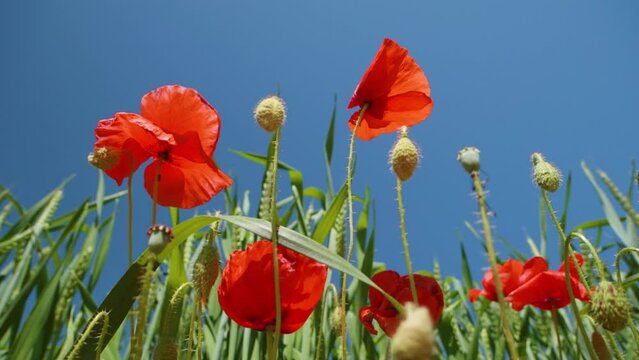 Nature spring field of wild poppies with green crop background Taken from below blue sky super slow motion Nature wild red poppies in Super slow motion low angle shot blue sky copy space