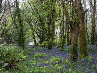 bluebell wood cornwall england uk with beach trees 