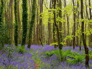 bluebell wood cornwall england uk with beach trees 