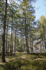 Fototapeta premium Woods. A small portion of wood with characteristic undergrowth.