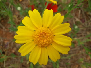 yellow flower in the garden