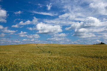 an agricultural field where cereal wheat is grown