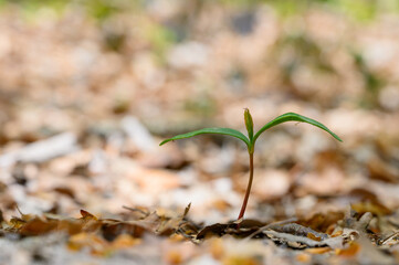 junger Sprössling im Wald