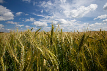 an agricultural field where cereal wheat is grown