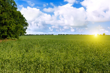 Spring landscape with green field of peas .