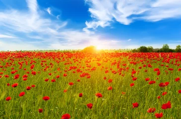 Foto op Plexiglas Beautiful summer landscape field with bright red flowers . © kuzina1964