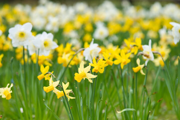 Fototapeta premium Daffodils at Easter time on a meadow. Yellow white flowers shine against the green grass.