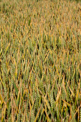 agricultural field where cereal wheat is grown