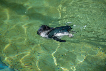 Fototapeta premium Penguin is swimming in water