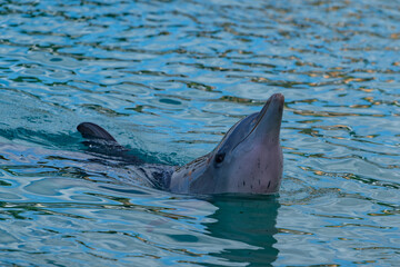 dolphin swimming in the water