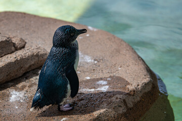 Fototapeta premium a penguin on the beach
