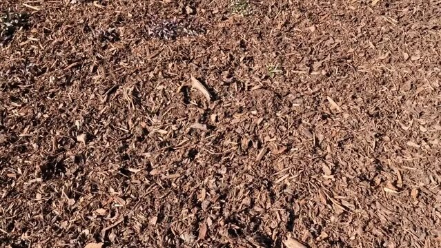 Wood chip bark chippings having been shredded for use as a garden mulch by the lumber timber industry which can be used as an abstract texture background, video footage clip